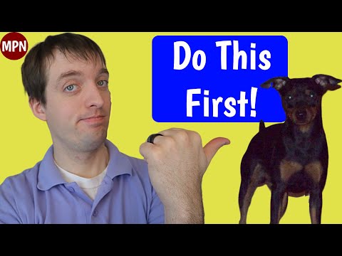 image-How long does it take to potty train a Min Pin?