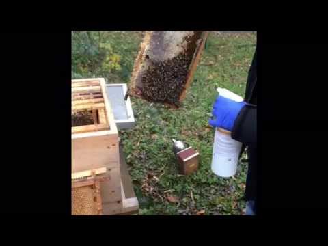 Laktik Asit - YouTube