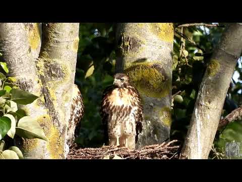 Update on red tailed hawk nest of 3 chicks
