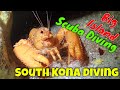 Kona Diving - South Kona Style -  Kona Honu Divers