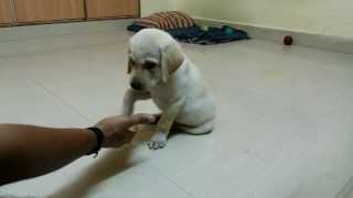 preview picture of video 'Labrador(Ellie) 8 weeks old basic command training'