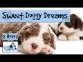 2.5 HOURS of sweet doggy dreams music. Send ...