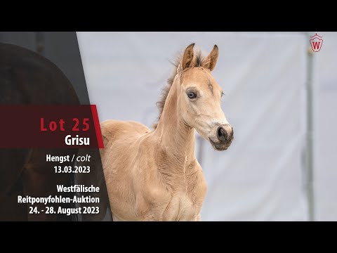 Reitponyfohlen-Auktion Lot 25 Grisu Hengst v. Gründleinshofs Gipfelstürmer - Versace R