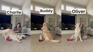 Differences Between My 3 Goldens When Getting Pets