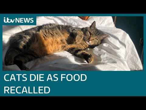 At least 150 cats dead as food is recalled over potential link to rare and fatal disease | ITV News