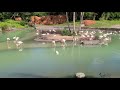 Greater Flamingo Kilimanjaro Safaris Disney S Animal Kingdom