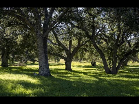 15558 Iron Canyon Road | Canyon Country, CA - The Agency