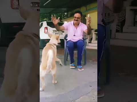 #viralvideo #shots #dog 🐕🐕🐕