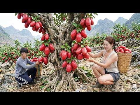 Harvesting Giant Rare Red Fruits Nobody Has Ever Seen | Sold Out Instantly at Village Market