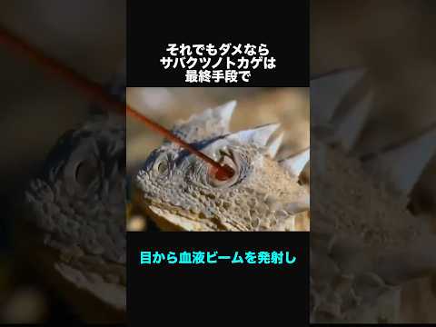 1986 年から 1990 年の間に記載された爬虫類の種のリスト - 定義