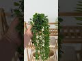Youtube-видео 
