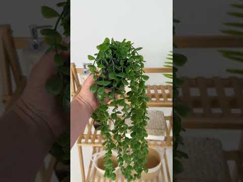 Youtube-видео 