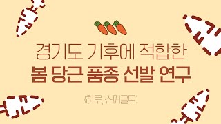 봄 당근 품종 선발 연구 인터뷰!