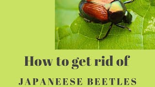 How to get rid of Japanese Beetles in garden|| roses || crops || Spectracide beetle trap ||