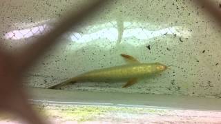 IMG 4219