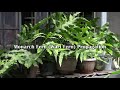 Monarch Fern Propagation