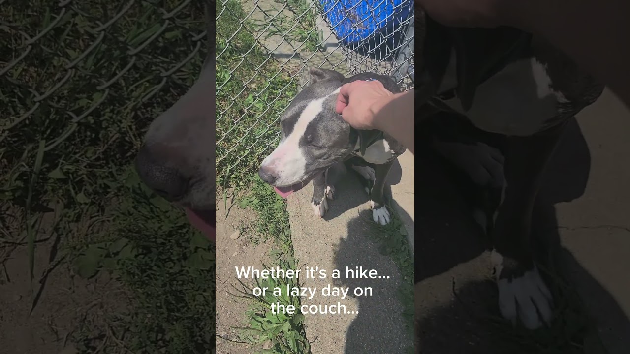 Enlarge Lilly, a Adoptable mixed breed in Quincy, MI video 5/5