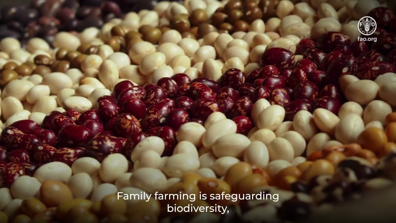 Family Farming: At the heart of climate resilience