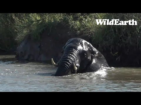 Djuma elephant pool party!