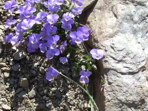 Pablo Milanes y Victor Manuel, Un ramito de violetas