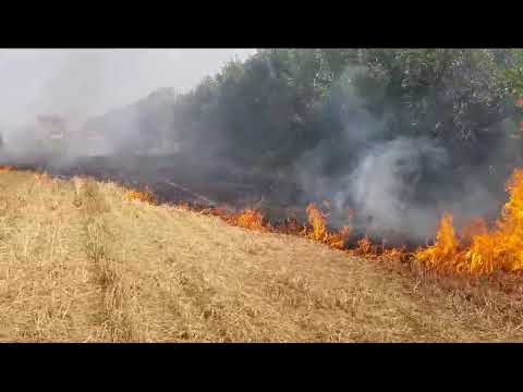 Incendiu vegetație, 20 de hectare, Leu, Dolj