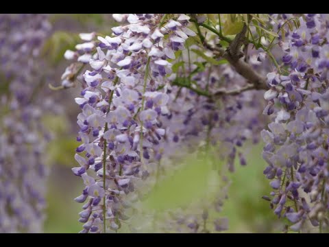 Zuiso 随想 想いをつづる 想いがひろがる