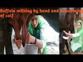 Buffalo Milking By Hand Village Life Routine Buffalo Milking By Punjabi Girl Buffalo Milking