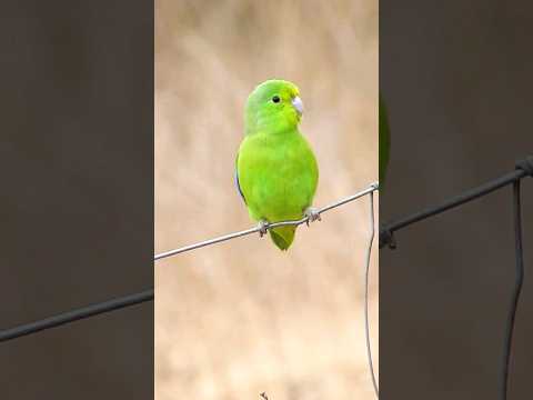 #Tuim #papacu #macho na #natureza #shorts