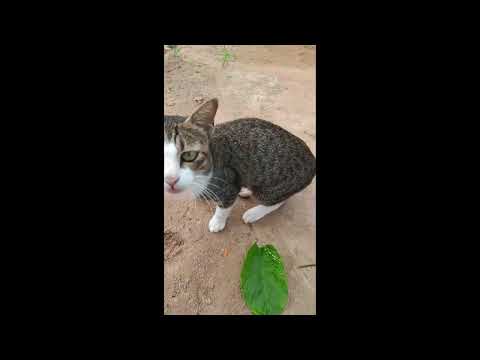 Cat eating big fish ll 🐟 🐈😺  cute cat 🐈#cat #catlover 