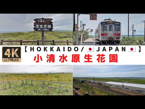 [4K] [Parque cuasi nacional Abashiri/Jardín de flores primitivo de Koshimizu] JARDÍN DE FLORES SALVAJES DE KOSHIMIZU/SHARI/HOKKAIDO/JAPÓN