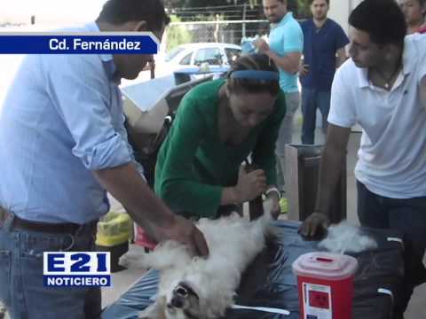 LE APUESTAN MÁS A LA ESTERILIZACIÓN QUE A LA RAZZIA CANINA: SALUD