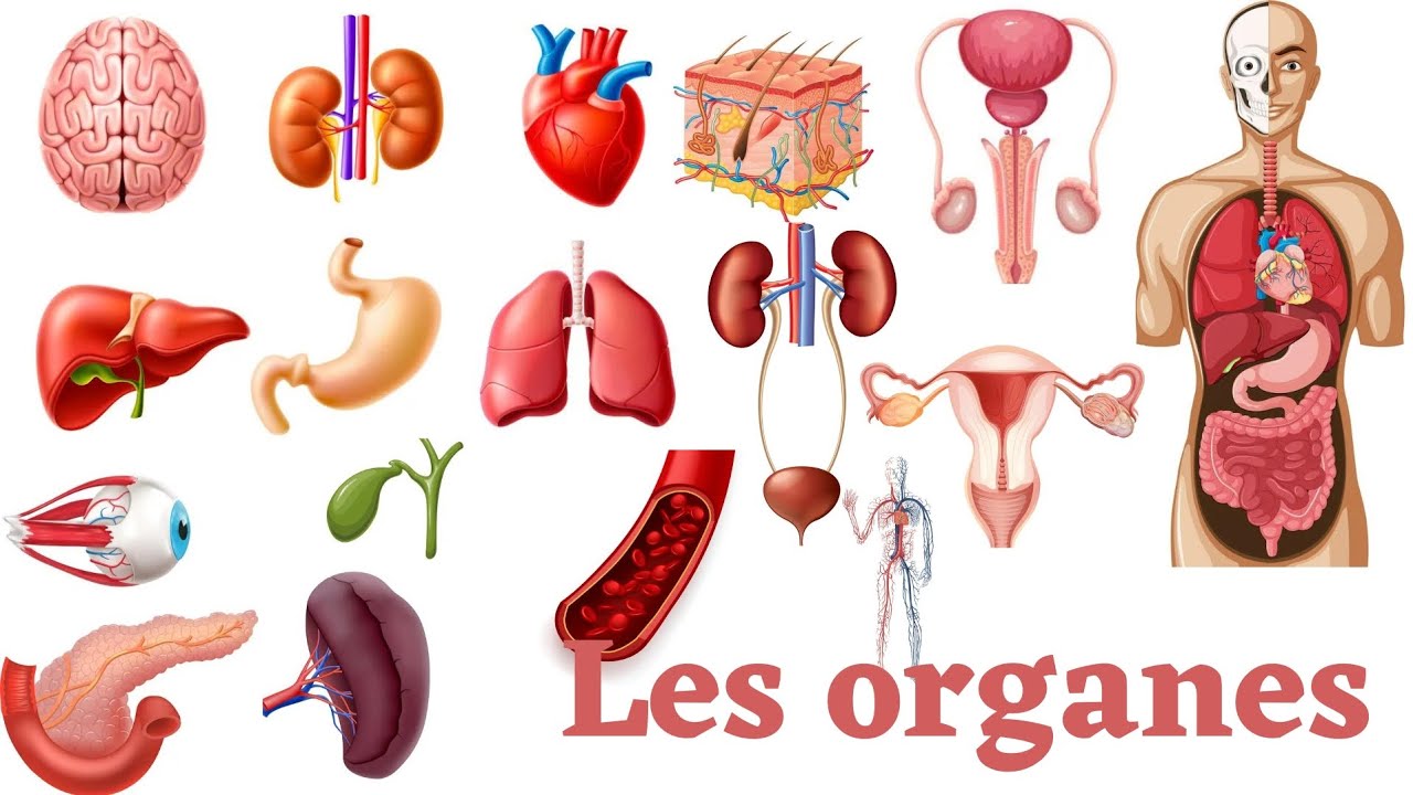 Apprendre les organes du Corps humain en français.