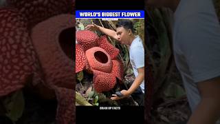 Duniya Ka Sabse Bada Flower😱