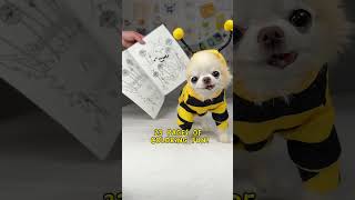 Tiny Cedric’s first coloring book launch 🐝🐾🐶#dog #chihuahua #cute