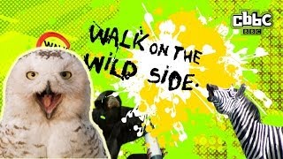 preview picture of video 'CBBC: Walk on The Wild Side - Owl Impressions'
