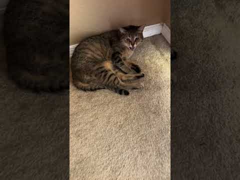 Minka the cat: What cat bed?