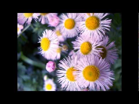 SOMEDAY / Silent Poets feat. Anomalies