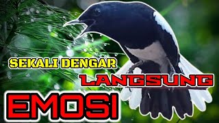 Download lagu MASTERAN KACER TEMBAKAN KASAR BIKIN KACER CEPAT EMOSI BUKA EKOR mp3