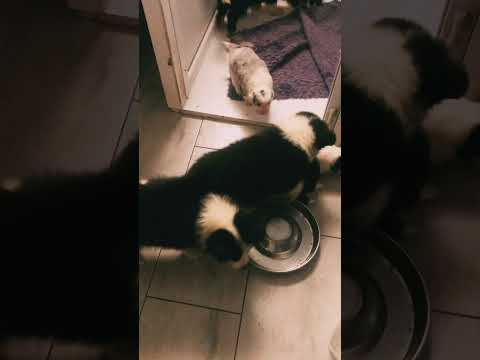 Border Collie puppy for sale