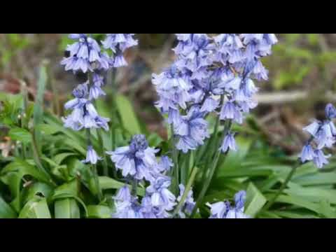 Udas Kyun Ho -Urdu Nazm- Recited By Arfa Qamar from Qadian, India