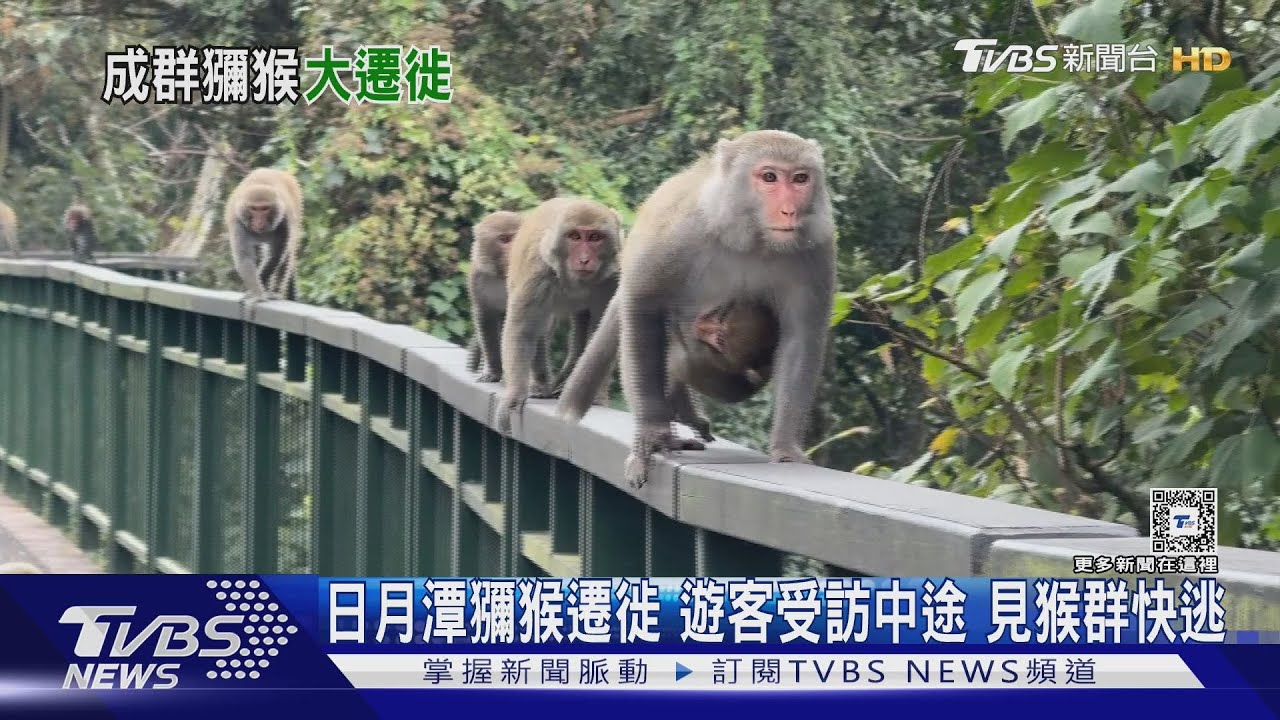 日月潭獼猴遷徙 遊客受訪中途 見猴群快逃