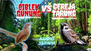 Download lagu Gereja Tarung Speed Rapat Panjang Vs Ciblek Gunung Ngebren AK47 mp3