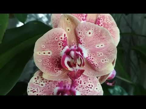 ❗Мой красавчик🌞🍑Солнечно–Дикий ПЕРСИК🍑(26.10.2021)