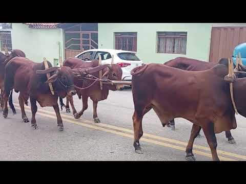 Desfile dos carros Boi Leandro Ferreira MG tradição que atravessa gerações.