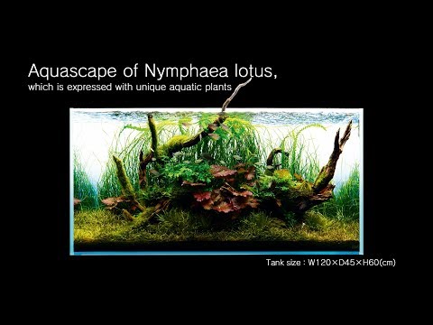 [ADAview] Aquascape of Nymphaea lotus, which is expressed with unique aquatic plants