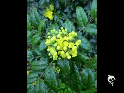 Blumen im Mai - Garten Blumen nach einem Regen - Flowers - Classic Guitar Meditation
