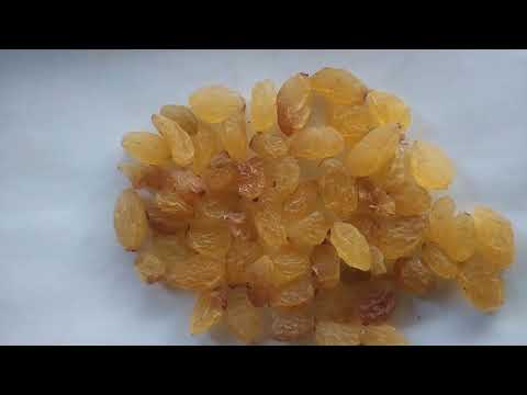 Yellow dried grapes / raisins dry graps thamasan, 15 kg box