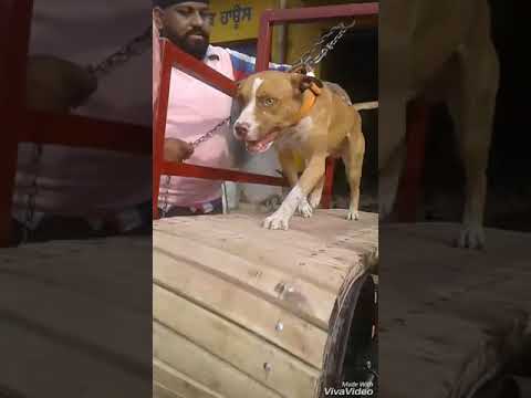 Poras Gopi sandhu wala TREADMILL