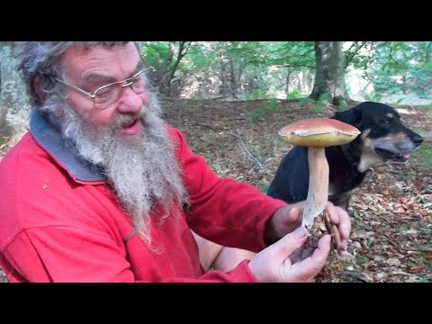 Porcini Mushrooms/ Ekspert Sten Larris/ Denmark 2015