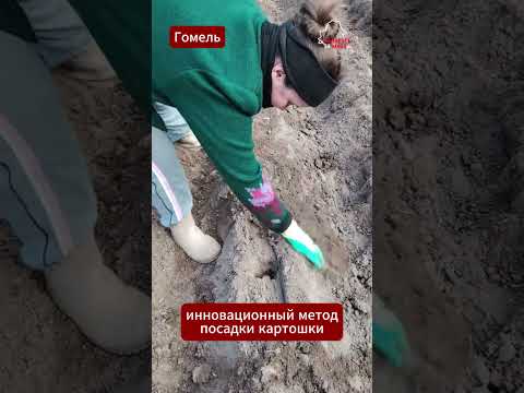 🥔 Беларусы снова удивили: новый хай-тек способ сажать картошку #Беларусь #картошка #огород #Гомель